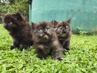 Persian Kittens