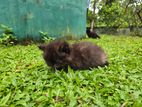 Persian Kittens
