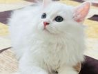 Persian kitten