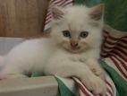 Persian Kitten