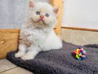 Persian Kitten