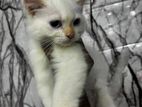 Persian Kitten