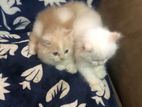 Persian kitten