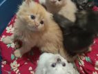 Persian Kitten