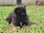 Persian kitten
