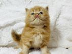 Persian Kitten