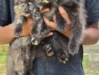 Persian kitten