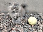 Persian kitten