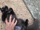 persian kitten