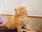 Persian Kitten
