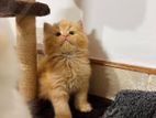 Persian Kitten
