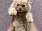 Persian Kittens