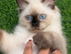 Persian Kitten