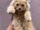 Persian Kitten