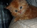 Persian Kitten