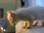 Persian Kitten