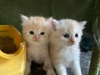 Persian Kittens