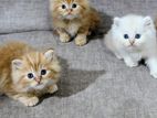 Persian Kitten