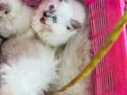Persian Kitten