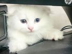 Persian Kitten
