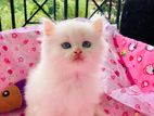 Persian Kitten