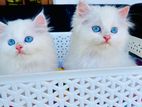 Persian kittens