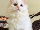 Persian Kitten