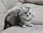 Persian Kitten