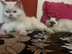 Persian Kitten