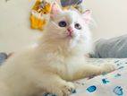 Persian Kitten