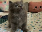Persian Kitten