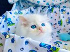 Persian Kitten