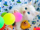 Persian kitten