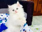 Persian Kitten