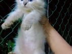 Persian Kitten