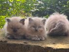 Persian Kitten