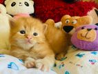 Persian kitten