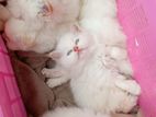 Persian Kitten