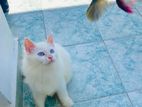 Persian Kitten