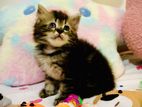 Persian Kitten