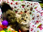 Persian Kitten