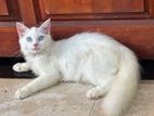 Persian Kitten