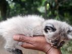 Persian Kitten
