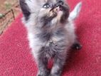 Persian Kitten