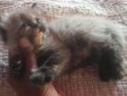 Persian Kitten