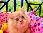 Persian Kitten