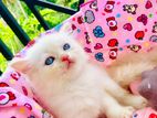 Persian kitten