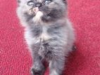Persian Kitten