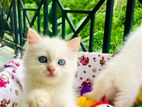 Persian kitten