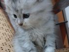 Persian Kitten